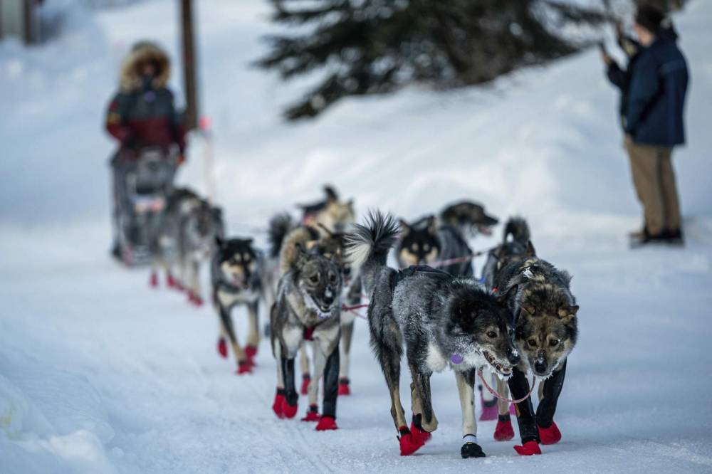 Norwegian musher has commanding lead in Iditarod race - clickorlando.com - county White - Norway - city Anchorage, state Alaska - state Alaska