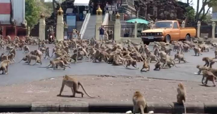 Starving monkey ‘gangs’ brawl in Thailand as coronavirus keeps tourists away - globalnews.ca - Thailand - Britain - city Bangkok