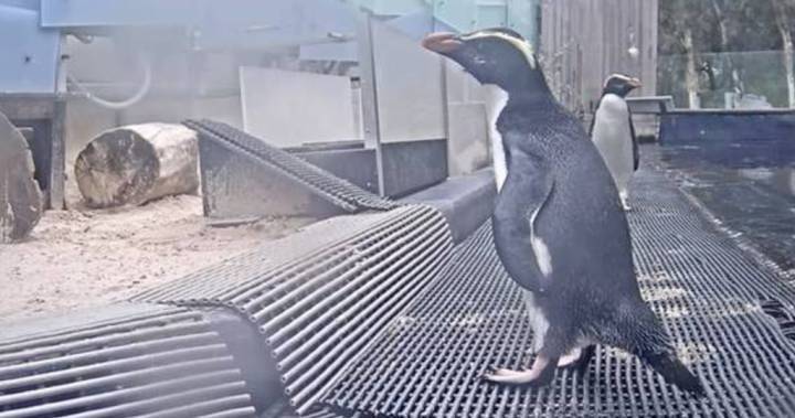 Australia zoo launches adorable animal livestreams during coronavirus lockdown - globalnews.ca - Australia