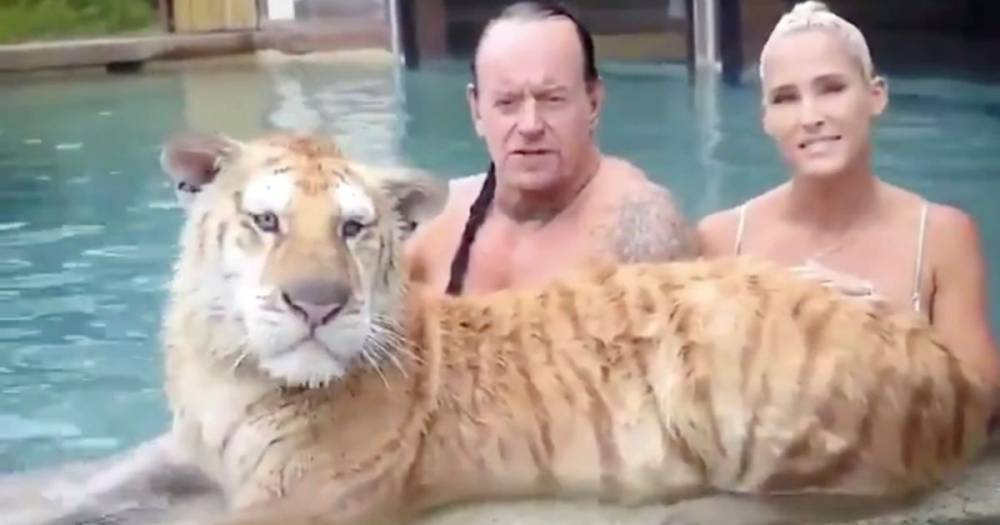 WWE legend The Undertaker and wife joined by tiger in swimming pool - dailystar.co.uk