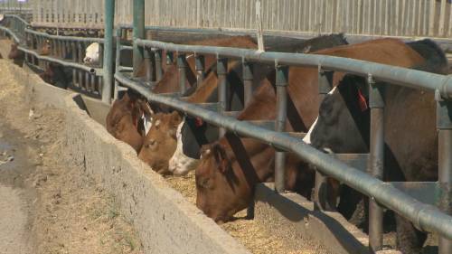 Tom Roulston - Canadian beef industry stakeholders address COVID-19 crisis - globalnews.ca - Canada