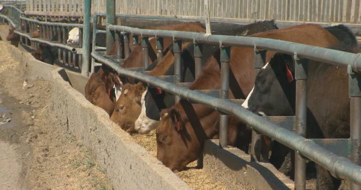 Coronavirus: Canadian beef industry stakeholders address COVID-19 crisis - globalnews.ca