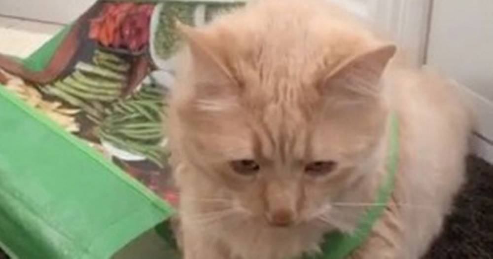 Cat owner in coronavirus quarantine sends moggy to 'buy food' in funny clip - dailystar.co.uk