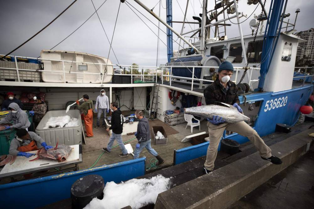 Fishermen return from sea with big catch, no place to sell - clickorlando.com - state California - county San Diego