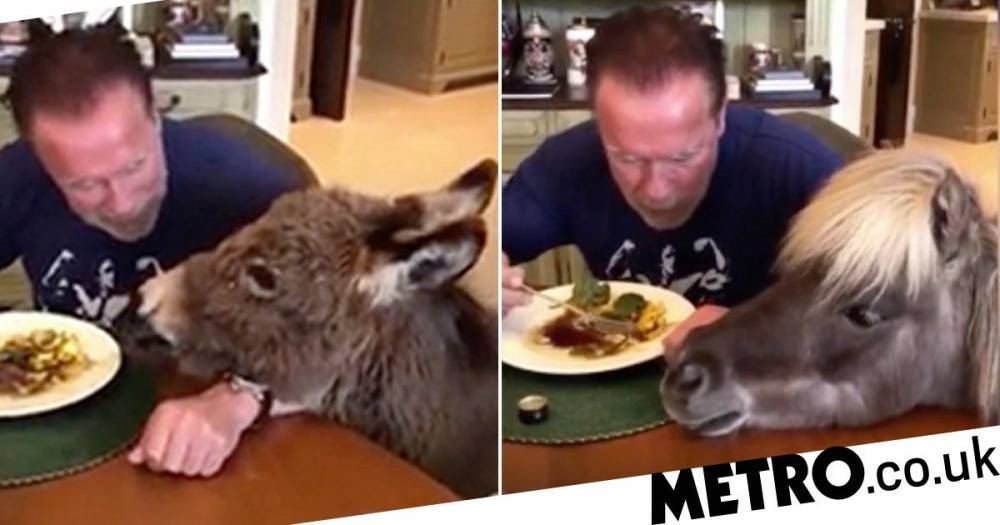 Arnold Schwarzenegger - Arnold Schwarzenegger self-isolates with horse and donkey and feeds them from his own plate - metro.co.uk