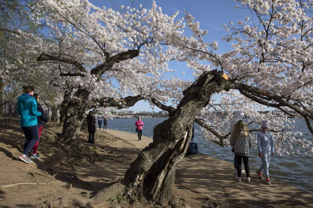Nations's capital trying to keep crowds from cherry blossoms - clickorlando.com - area District Of Columbia - Washington, area District Of Columbia
