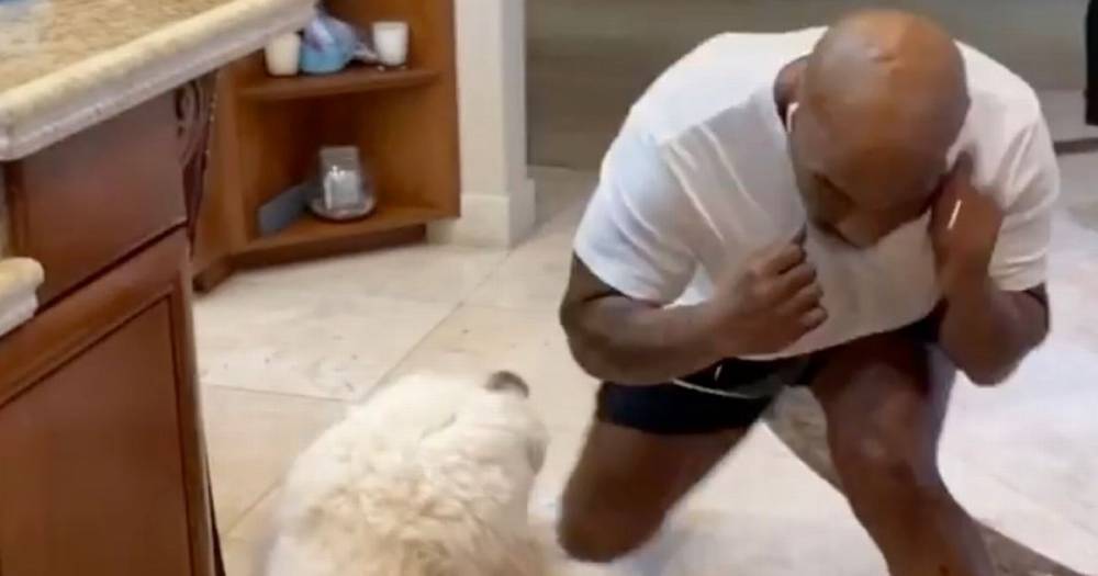 Mike Tyson - Boxing legend Mike Tyson spars pet dog and shows off his quick moves - dailystar.co.uk