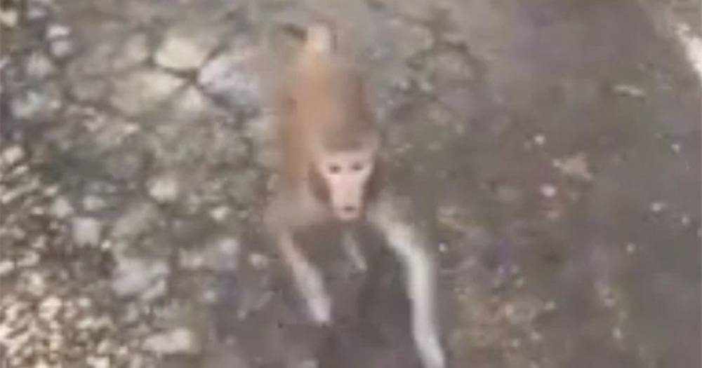 Monkey bites screaming girl in horror rampage through city after escaping from flat - dailystar.co.uk - Russia