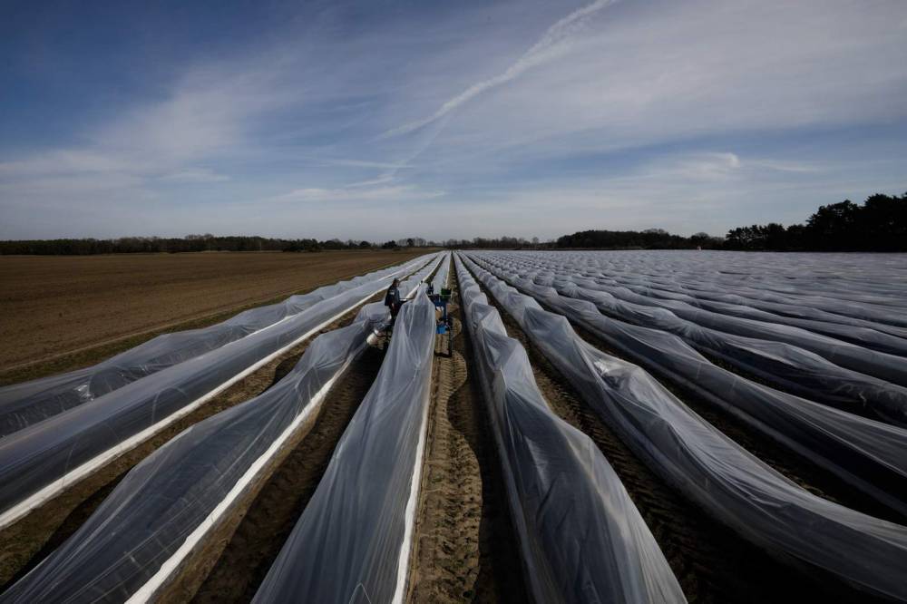 Virus chaos snarls farm workers as new season buds in Europe - clickorlando.com - Germany - Eu