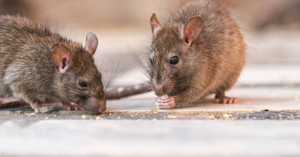 Hantavirus: Man in coronavirus-ravaged China dies from similar disease spread by rats - mirror.co.uk - China - province Yunnan