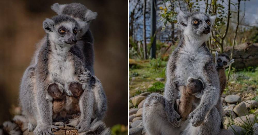 Chester Zoo - Adorable endangered twin ring-tailed lemur newborns make first appearance at UK zoo - dailystar.co.uk - Britain - Jordan