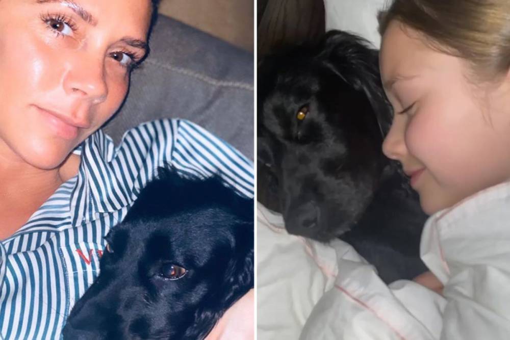 Victoria Beckham reveals her dog has been struggling during coronavirus crisis as she shares make-up free snap - thesun.co.uk - Victoria, county Beckham - city Victoria, county Beckham - county Beckham
