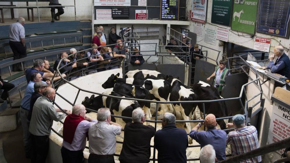 Closure of marts a major issue for farmers - rte.ie - Ireland