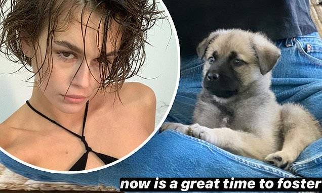 Kaia Gerber - Kaia Gerber shows off the two precious puppies she is fostering during the coronavirus pandemic - dailymail.co.uk