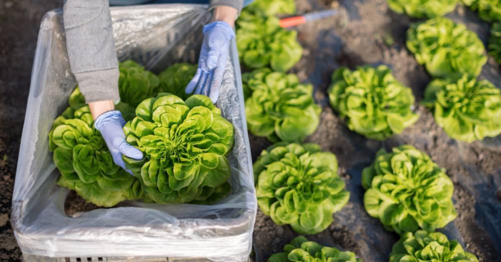 Could a protein grown in lettuce help heal broken bones faster? - medicalnewstoday.com - Usa - state Pennsylvania - Philadelphia, state Pennsylvania