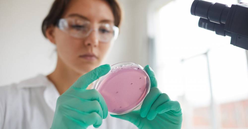 Gut bacteria may boost cancer therapy by colonizing tumors - medicalnewstoday.com