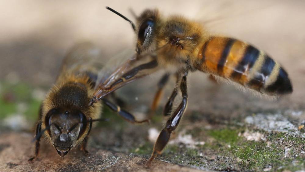 How ‘undertaker’ bees recognize dead comrades - sciencemag.org - China