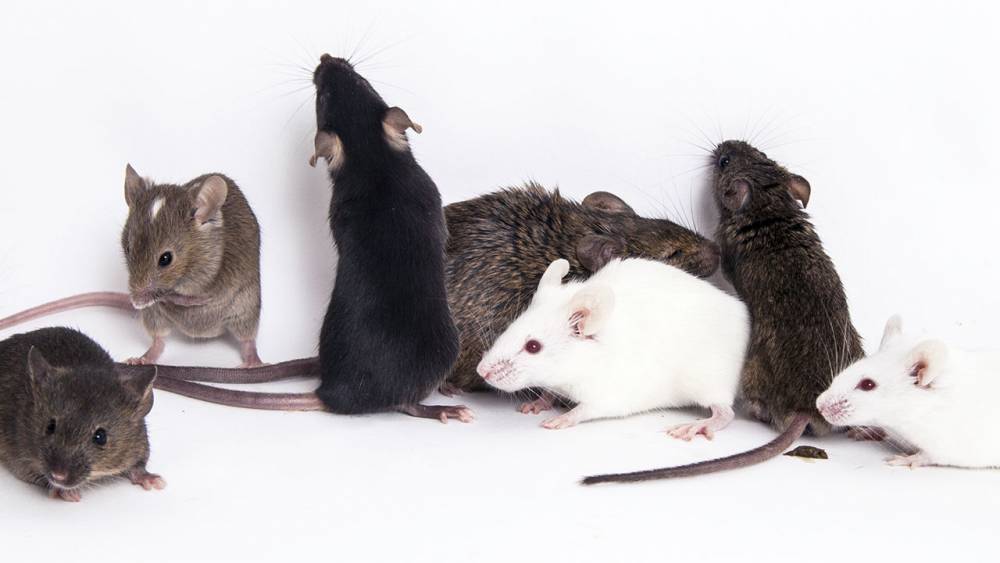 ‘It’s heartbreaking.’ Labs are euthanizing thousands of mice in response to coronavirus pandemic - sciencemag.org - state Pennsylvania
