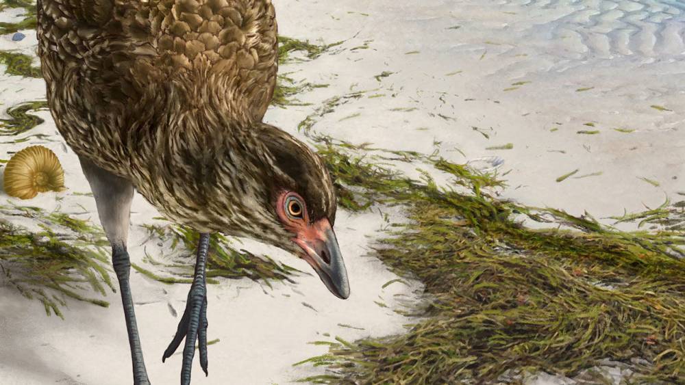 Oldest modern bird fossil looks like a duck from the back and a chicken from the front - sciencemag.org - city New Orleans - city Baltimore