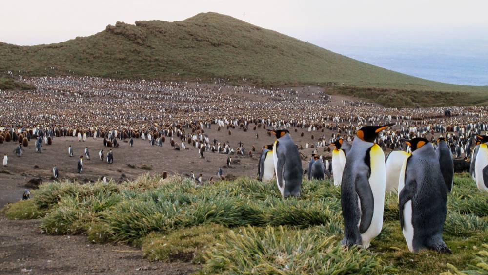Why did nearly a million king penguins vanish without a trace? - sciencemag.org - Madagascar - Antarctica