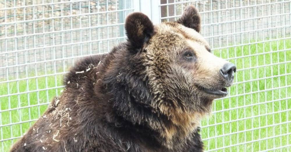 Rescued circus bear dies at Scots zoo after battling spinal condition - dailyrecord.co.uk - Scotland