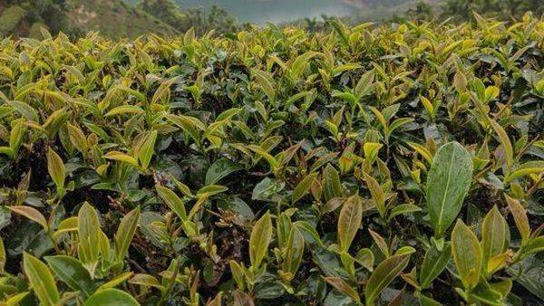 COVID-19: Tea production shortfall likely to be 100 million kg - livemint.com - India