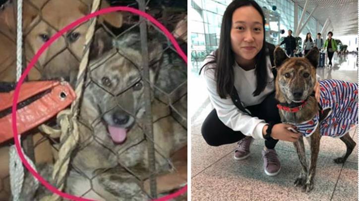 Organizations ask for help to save rescue dogs amid COVID-19 pandemic - fox29.com - South Korea - Los Angeles - state New York - state Washington - city Atlanta - city Seattle, state Washington - county Dallas - county Ida
