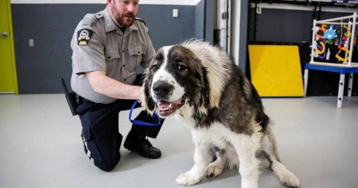 Calgary Humane Society introduces online adoption amid COVID-19 outbreak - globalnews.ca