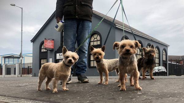 As people seek comfort from four-legged friends, New York runs out of dogs to adopt - livemint.com - New York