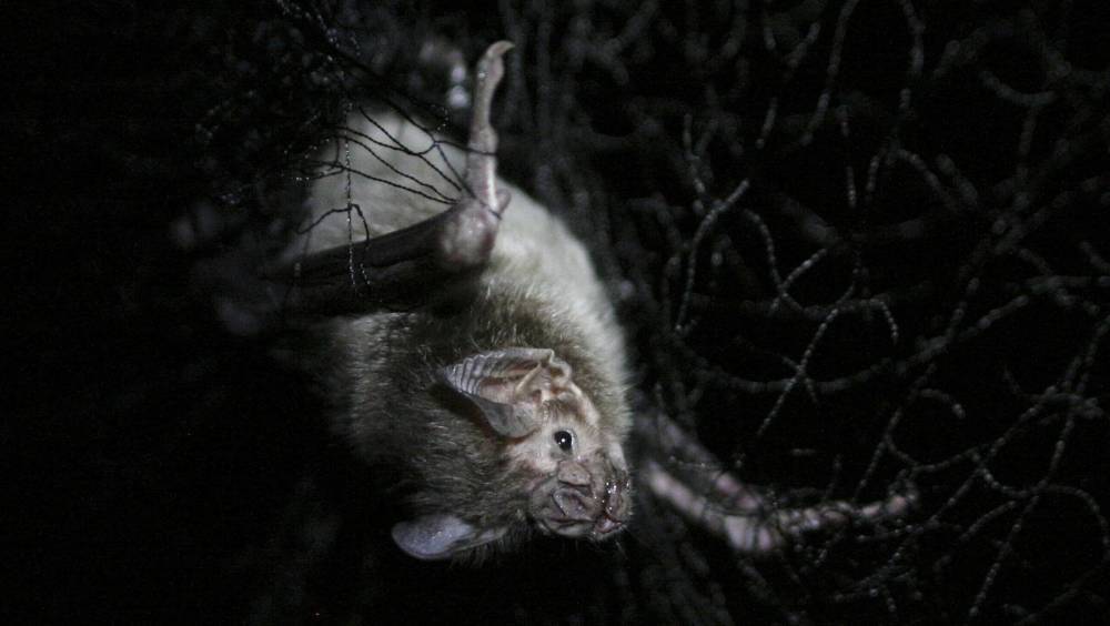 Authorities in Peru prevent bat burning - rte.ie - Peru