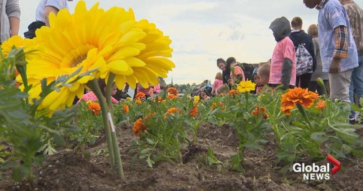 Marigolds Project will not include students this year due to coronavirus outbreak - globalnews.ca