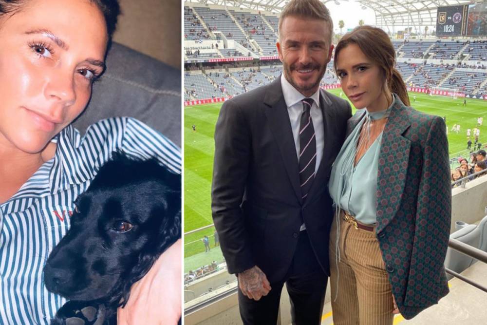 Victoria Beckham blames dog Fig for embarrassing fart in Instagram video as David claims it was her - thesun.co.uk - Victoria, county Beckham - county Beckham