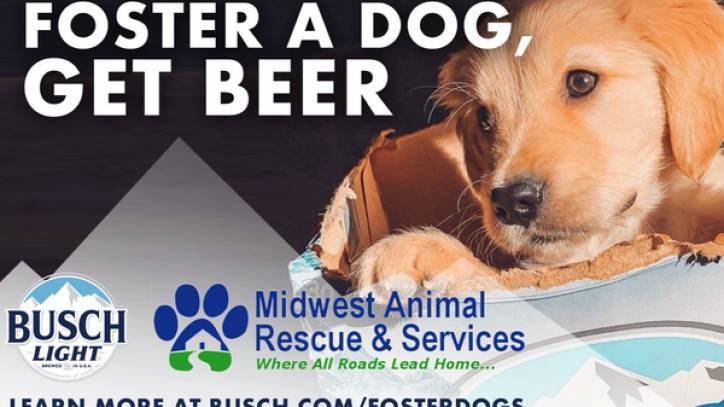 Busch offering 3-month beer supply incentive to adopt dog from rescue during COVID-19 crisis - fox29.com - Los Angeles