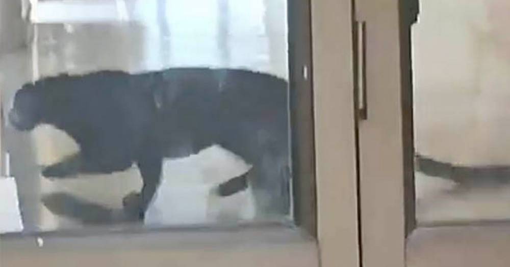 Leopard prowls around school before attacking worker in heart-stopping footage - dailystar.co.uk - India