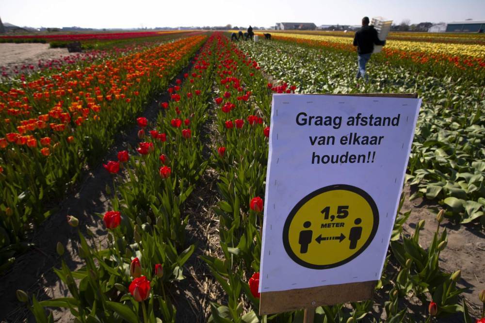 Tiptoe through Dutch tulips? Not in coronavirus crisis - clickorlando.com - Netherlands