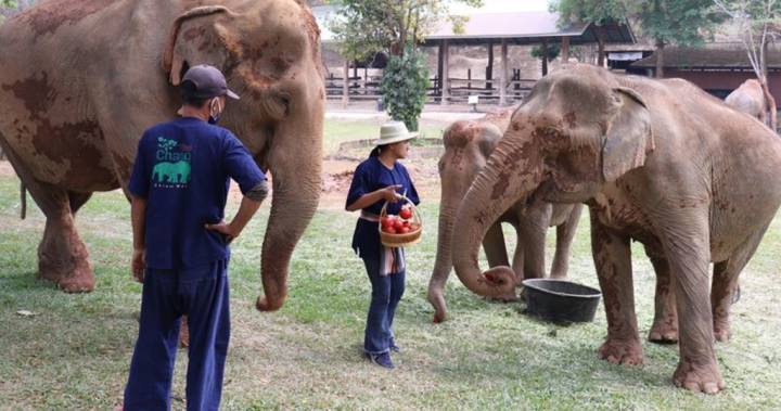 Thai elephants freed from tourist labour amid coronavirus lockdown - globalnews.ca - Thailand - city Bangkok