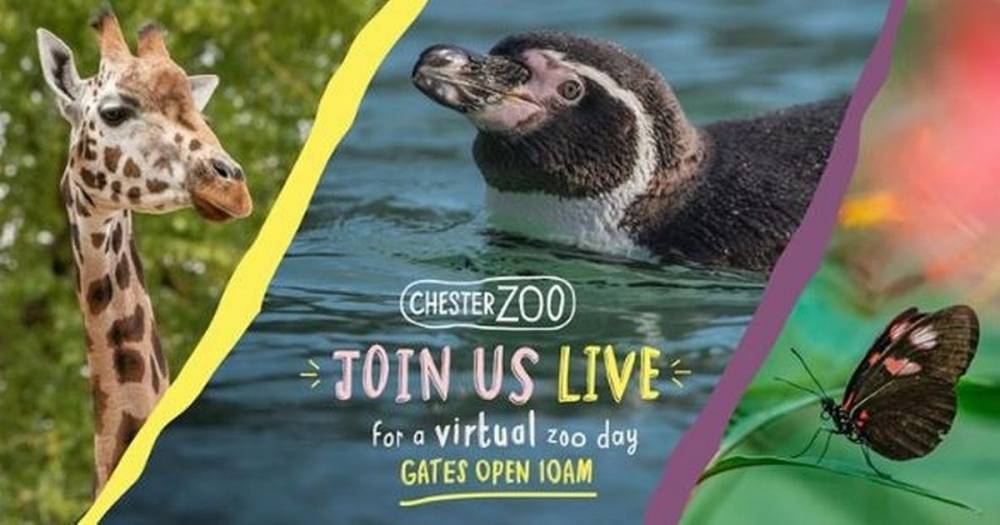 Chester Zoo's live virtual tour will let you see all your favourite animals from home - manchestereveningnews.co.uk