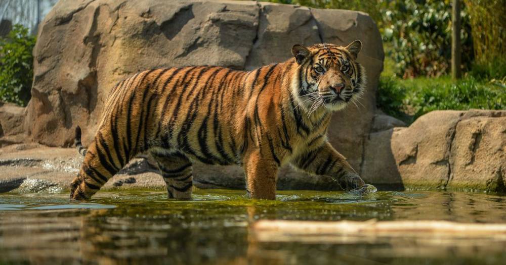 Chester Zoo live stream is giving an online tour of its most popular animals - mirror.co.uk