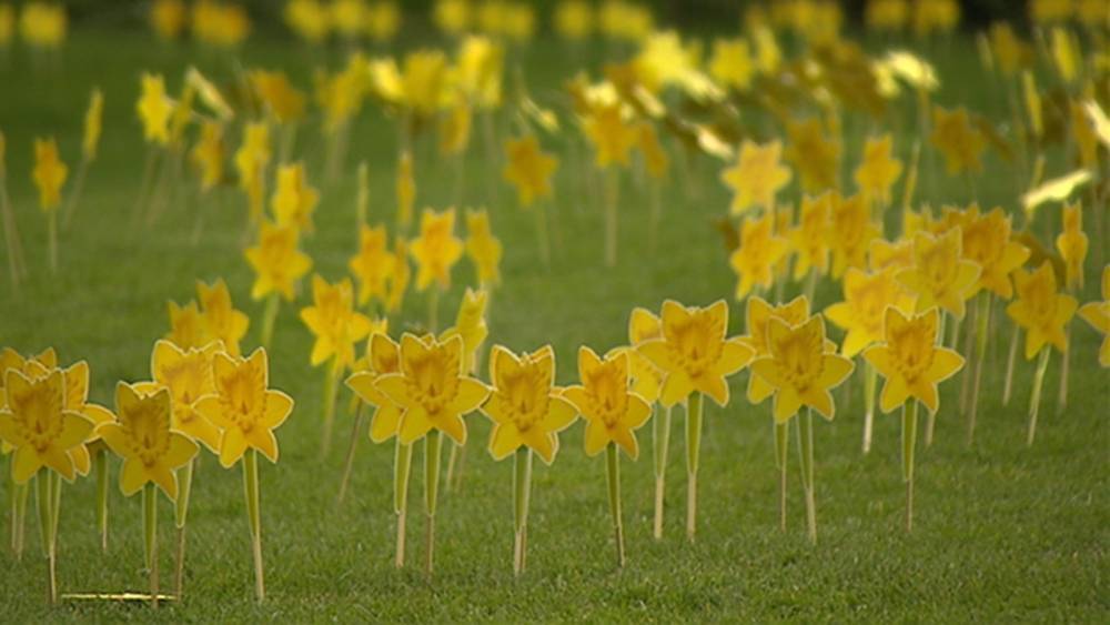 Sean Orourke - Irish Cancer Society appeal for digital Daffodil Day donations - rte.ie - Ireland