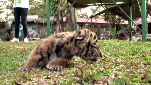 Coronavirus outbreak: ‘Covid’ the tiger brings joy to zoo in Mexico - globalnews.ca - Mexico