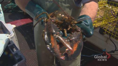 Nova Scotia - Alexa Maclean - Lobster fishers get creative as market grinds to a halt - globalnews.ca