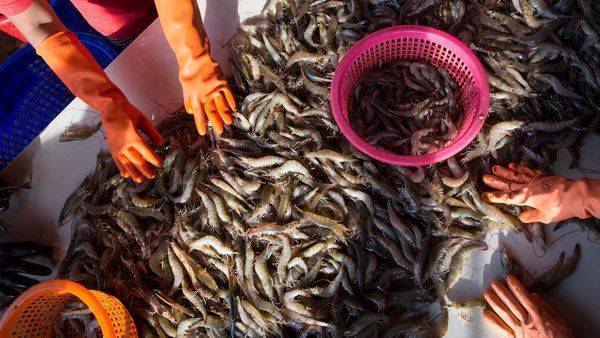 57-year-old Wuhan market shrimp seller may be Covid-19 patient zero: Report - livemint.com - China - county Union