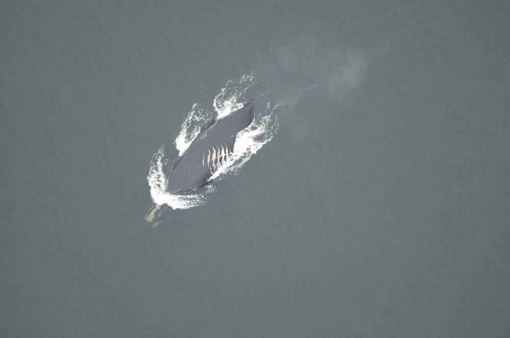 Whales face more fatal ship collisions as waters warm - clickorlando.com - state California - state Maine - city Portland, state Maine