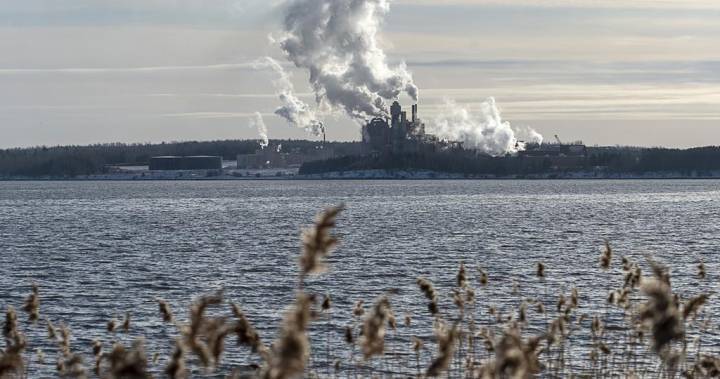 Nova Scotia - COVID-19 and Northern Pulp closure a ‘perfect storm’ for province’s forestry sector - globalnews.ca