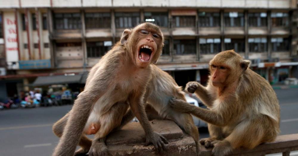 Rampaging monkeys launching attacks are sign of biblical plague, claims rabbi - dailystar.co.uk - New York - Thailand - Israel