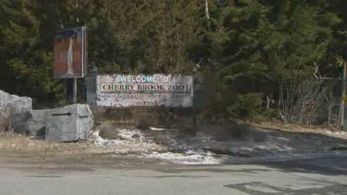 Coronavirus outbreak: Cherry Brook Zoo goes digital during COVID-19 pandemic - globalnews.ca