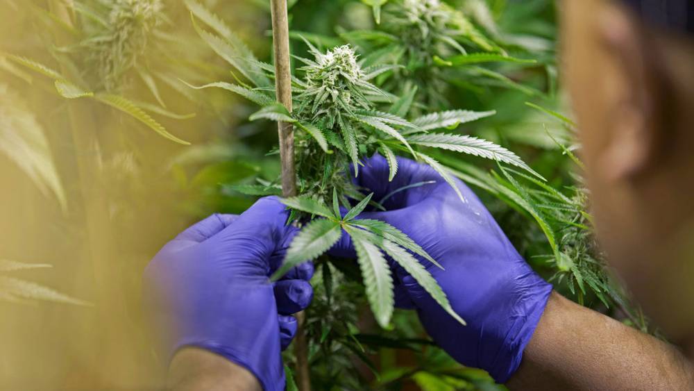 After 4-year delay, DEA will review dozens of requests to grow marijuana for research - sciencemag.org