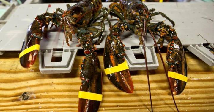 Bernadette Jordan - Start of lobster season delayed in southern New Brunswick - globalnews.ca - county Island - state Indiana - Jordan - county Ocean