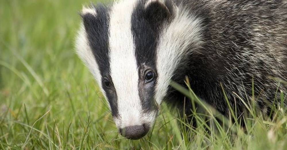 End badger cull now, say campaigners as figures show more than 100,000 killed - mirror.co.uk