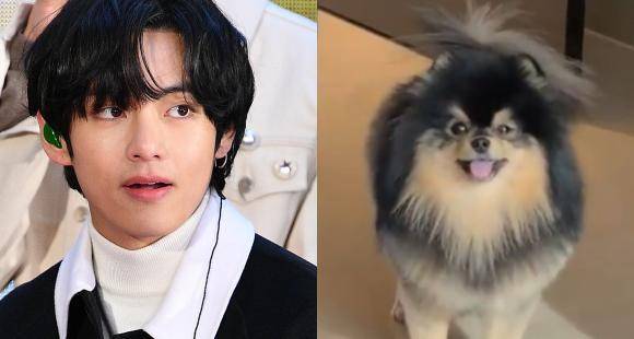 VIDEO: BTS member V's adorable pet dog Yeontan trends worldwide as Tannie accompanies singer during work hours - pinkvilla.com